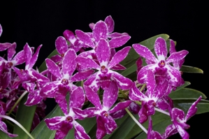 Vandachostylis Pinky Purple Diamond AM/AOS 83 pts Inflorescence.